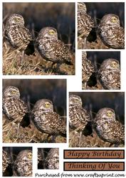 Burrowing Owls Square Pyramid