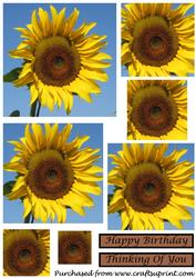 Sunflower Square Pyramid
