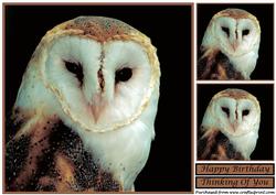 Barn Owl Topper