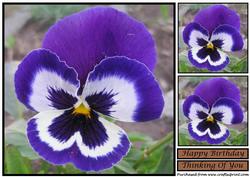 Blue Pansy Topper