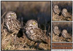 Burrowing Owls Topper