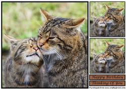 Scottish Wildcat with Her Kitten Topper