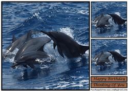 Spinner Dolphins Topper