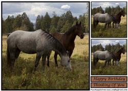 Two Horses Topper