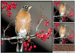 American Robin Topper