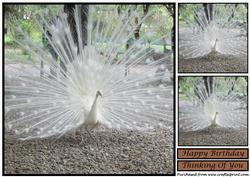 White Peacock Topper