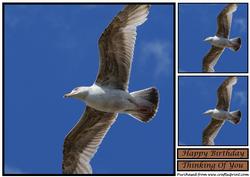 Seagull Topper