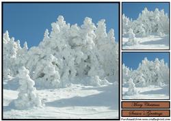 Snow Covered Pine Trees Topper