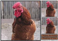 Cock Topper