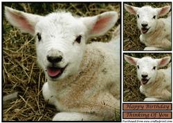 Cute Lamb Topper