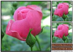 Pink Rose Topper