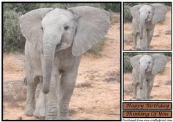 Cute Baby Elephant Topper