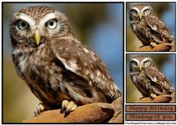 Little Owl Toppper