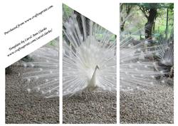 White Peacock Cascade Card