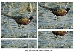 Ring-necked Pheasant Bottom Stacker