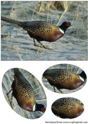Ring-necked Pheasant Oval Pyramage