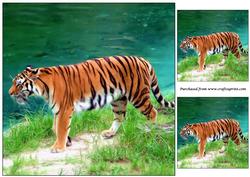 Tiger Topper