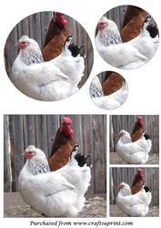 Hen and Cock Circle Pyramid