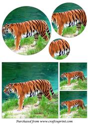 Tiger Circle Pyramid