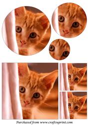 Curious Kitten Painting Circle Pyramid
