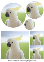 White Cockatoo Circle Pyramid
