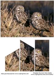 Burrowing Owls Quick Card