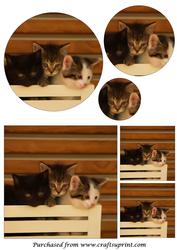 Cute Kittens Circle Pyramid
