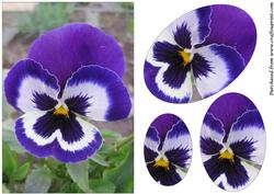 Blue Pansy Oval Pyramage