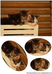 Cute Kittens Oval Pyramid
