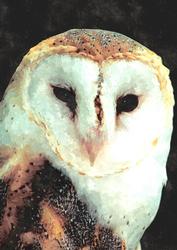 Barn Owl Watercolour Background