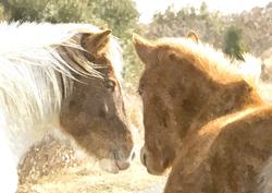 Wild Horses Watercolour Background