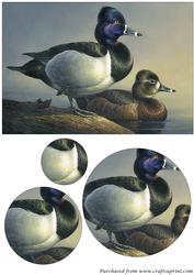 Wild Ducks Circle Pyramage