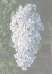 Lilac Flower Vellum