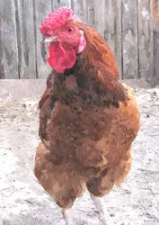 Cock Watercolour Background