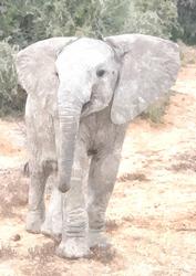 Cute Baby Elephant Watercolour Background