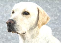Cute Dog Watercolour Background 1