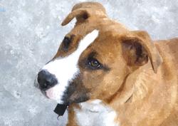 Cute Dog Watercolour Background 2