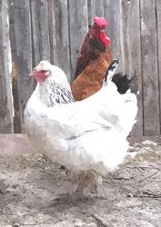 Hen and Cock Watercolour Background