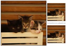 Cute Kittens Topper
