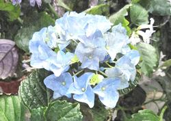 Hydrangea Flowers Watercolour Background