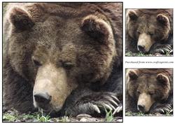 Bear Topper