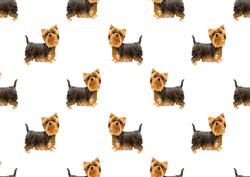 Dog Backing Paper 4
