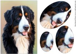 Bernese Mountain Dog Painting Oval Pyramid