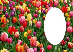 Tulips Insert