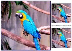 Macaw Parrot Topper