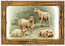 Farm Sheep A4