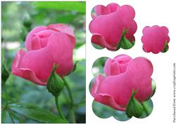 Pink Rose Scalloped Pyramid