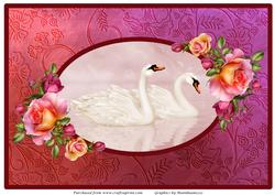 Swans in Rose Frame A4