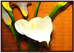 Calla Lily A4