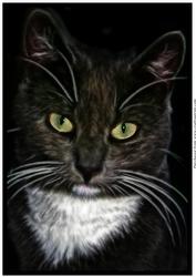 Cat A4